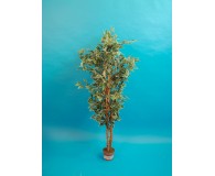 Ficus grün/weiß 150cm